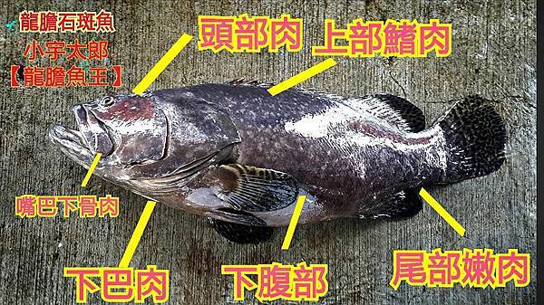 龍膽石斑魚 活魚現殺 龍膽石斑魚「南部活魚批發」 洽詢電話：0982-977-080 LINE:love12251314 微信：kammi4130 關注：&#128073;陳