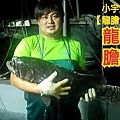 龍膽石斑魚 活魚現殺 龍膽石斑魚「南部活魚批發」 洽詢電話：0982-977-080 LINE:love12251314 微信：kammi4130 關注：👉陳