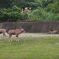 長角羚羊