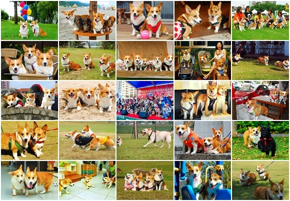 corgichingu.jpg