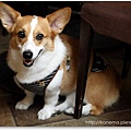 Corgis%20&%20Friends101212-027.jpg