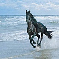 horse-beach.jpg