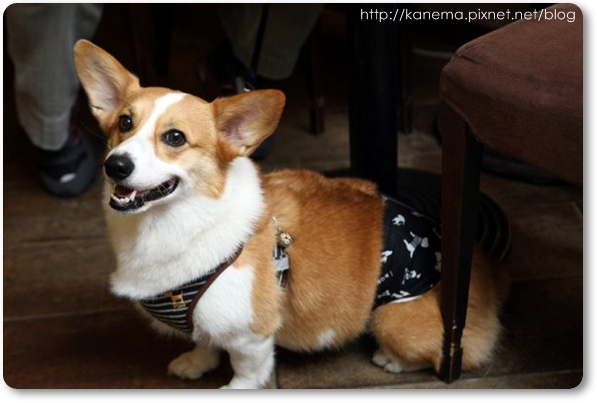 Corgis%20&%20Friends101212-021.jpg