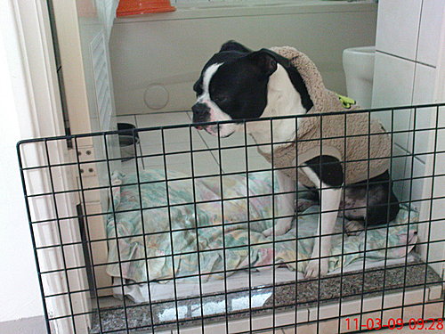 波士頓梗 圓圓委屈呆浴室 波士頓梗 Boston Terrier 圓圓 痞客邦 波士頓梗 圓圓委屈呆浴室 波士頓梗 Boston Terrier 圓圓 痞客邦