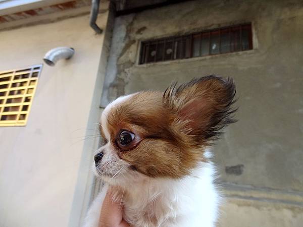 長毛吉娃娃 恩典 3個多月 與蝴蝶犬candy 有沒有像母子呢xd Yanew寵物藝術 雅新彩繪工作室 寵物公仔 彩繪安全帽 擬真羊毛氈 人像公仔 肖像畫 除了分享作品外 也分享家中的毛小孩日記 痞客邦 長毛吉娃娃 恩典 3個多月 與蝴蝶犬candy 有沒有像母子呢xd Yanew寵物藝術 雅新彩繪工作室 寵物公仔 彩繪安全帽 擬真羊毛氈 人像公仔 肖像畫 除了分享作品外 也分享家中的毛小孩日記 痞客邦