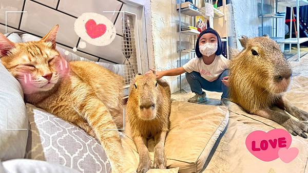 【新竹招財咖啡】巷弄裡的老宅擼貓咖啡廳、貓咪＋水豚＋咖哩套餐