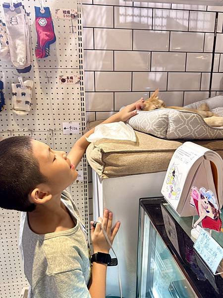 【新竹招財咖啡】巷弄裡的老宅擼貓咖啡廳、貓咪＋水豚＋咖哩套餐