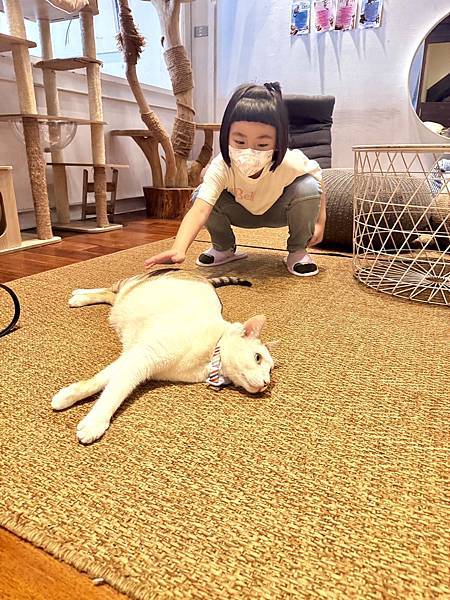 【新竹招財咖啡】巷弄裡的老宅擼貓咖啡廳、貓咪＋水豚＋咖哩套餐