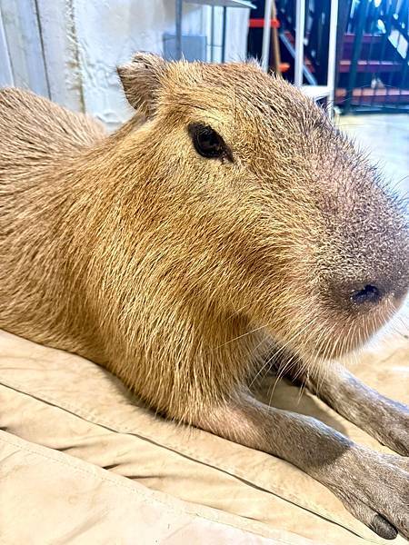 【新竹招財咖啡】巷弄裡的老宅擼貓咖啡廳、貓咪＋水豚＋咖哩套餐