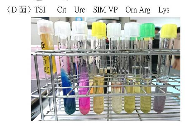 微生物實驗05 107 10 25 腸桿菌菌種鑑定 生化8管 冷雨敲窗 痞客邦