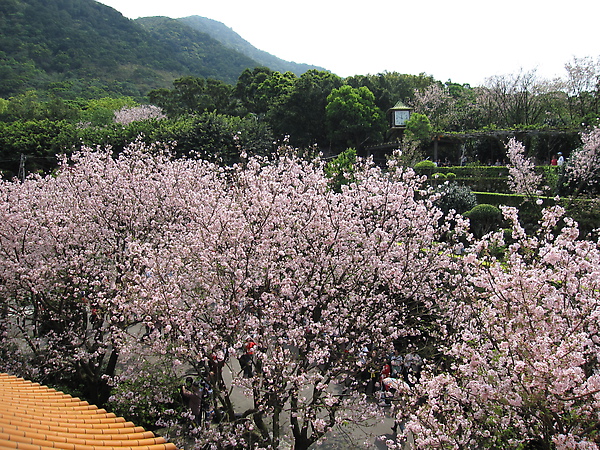 天元宮櫻花