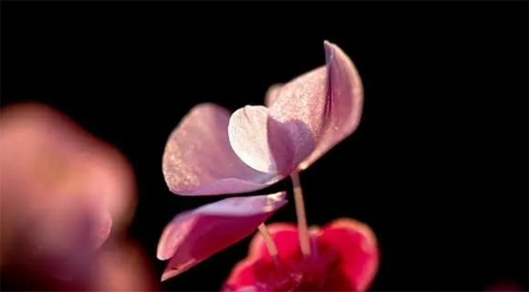 越南媒人老實說:想要跟越南新娘有長久的婚姻要做好三件事! 越南媒人老實說:想要跟越南新娘有長久的婚姻要做好三件事!