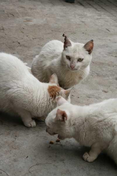 鼓聲路-白貓家族