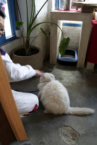 Baby Cat 餡餅店