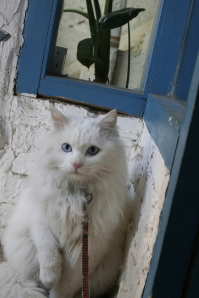 Baby Cat 餡餅店