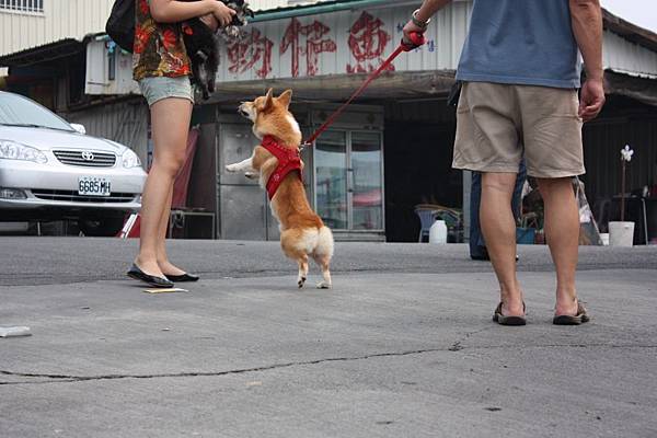 塞奶狗