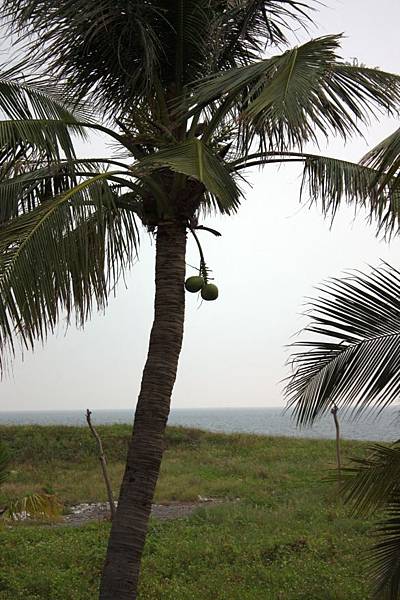 椰林海灘