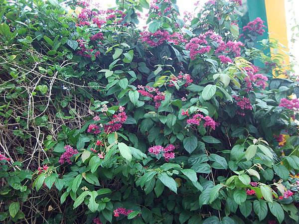 DSCF9562 DSCF9562