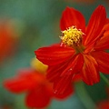 wallcoo_com_Digital_Flower_Photo_360.jpg