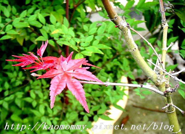 花2.jpg 花2.jpg