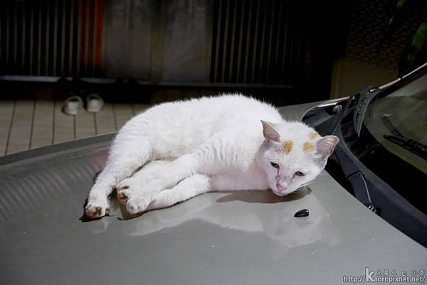 回家路上看到趴在車頭睡覺的白貓