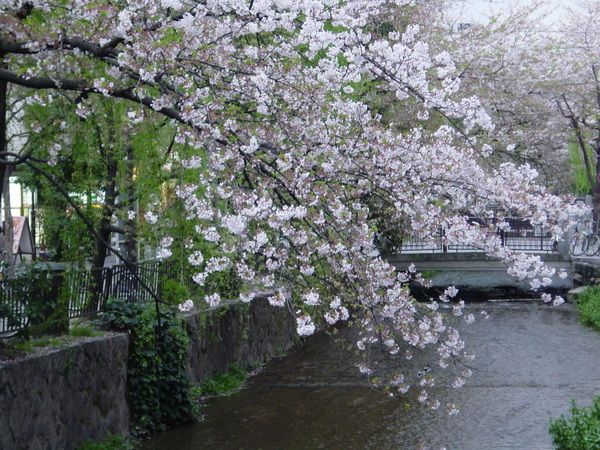 河道櫻花