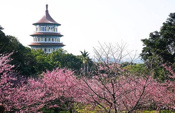 櫻花 天元宮