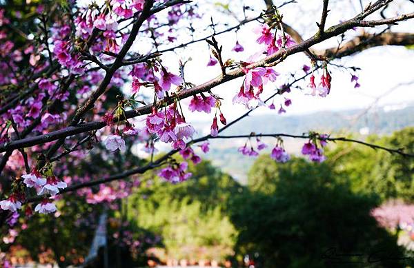 櫻花 天元宮