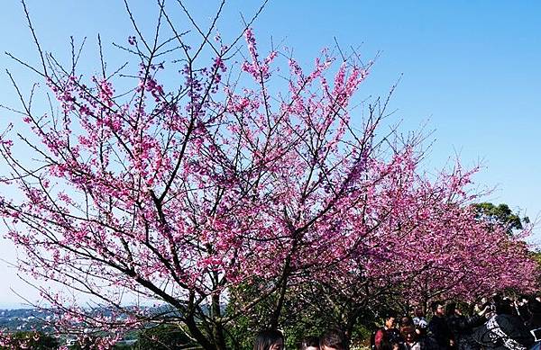 櫻花 天元宮