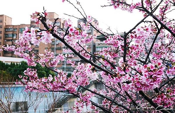 櫻花 樂活公園