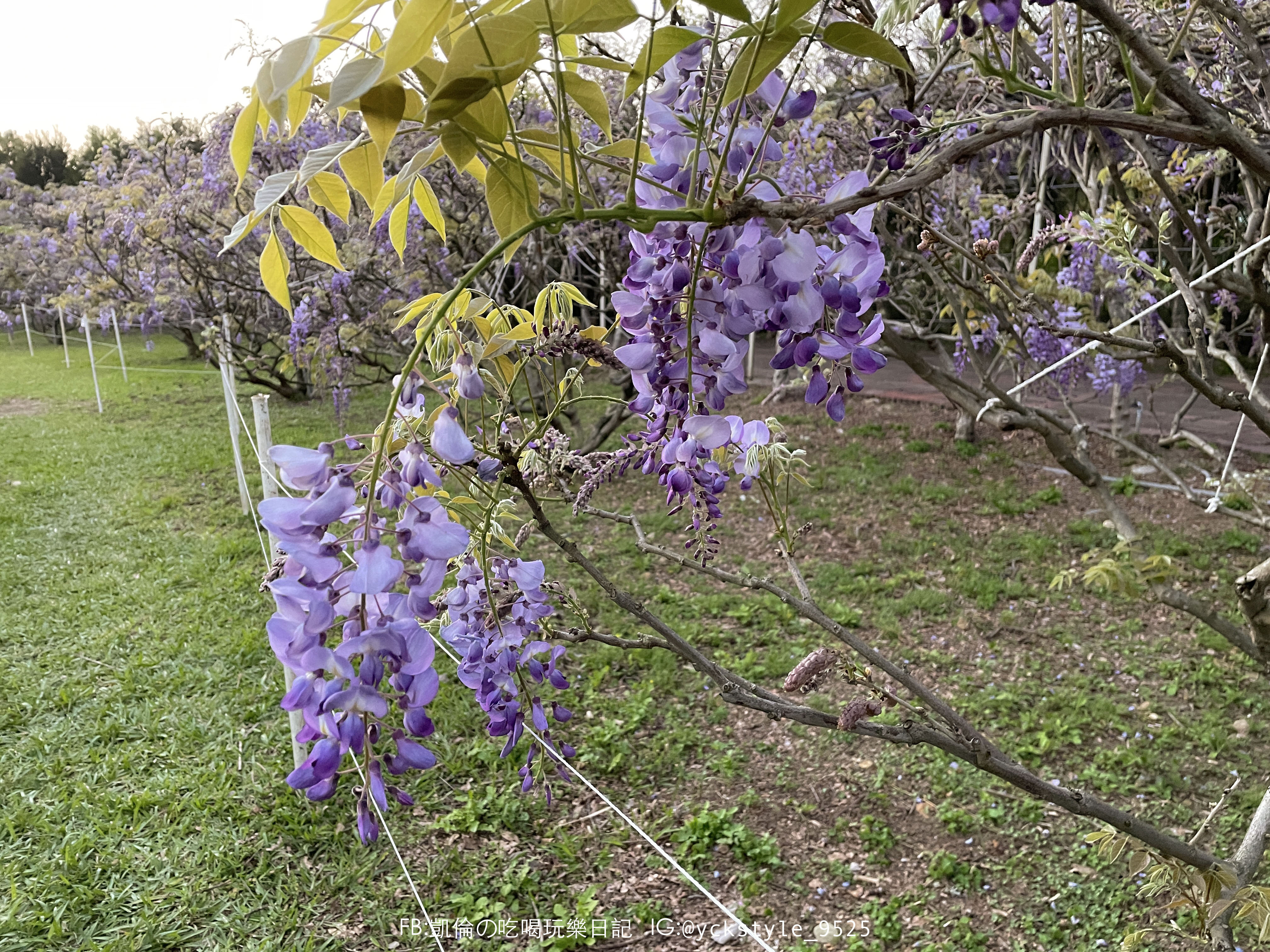 淡水紫藤花園咖啡園7.jpg