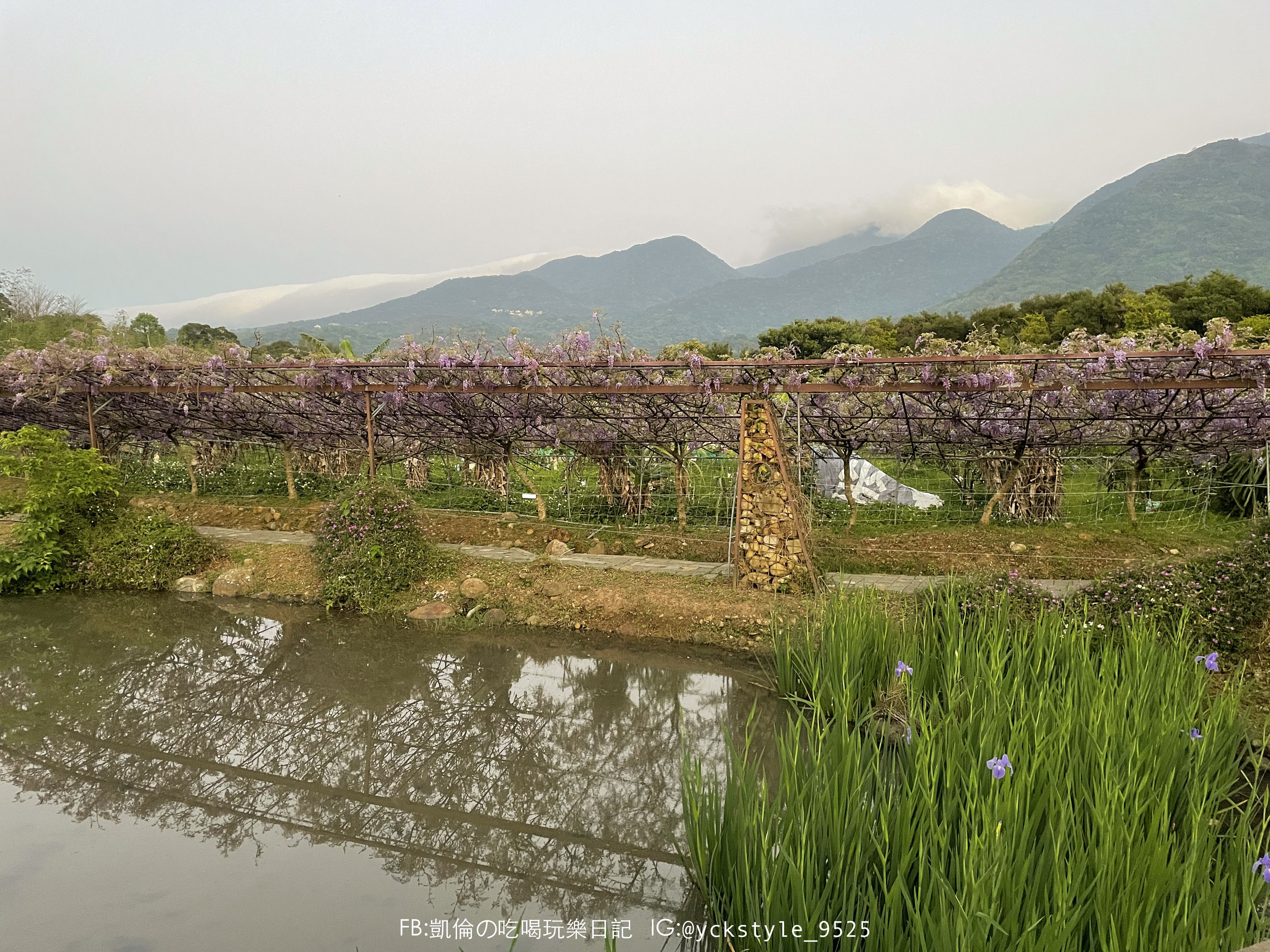 淡水紫藤花園咖啡園8.jpg