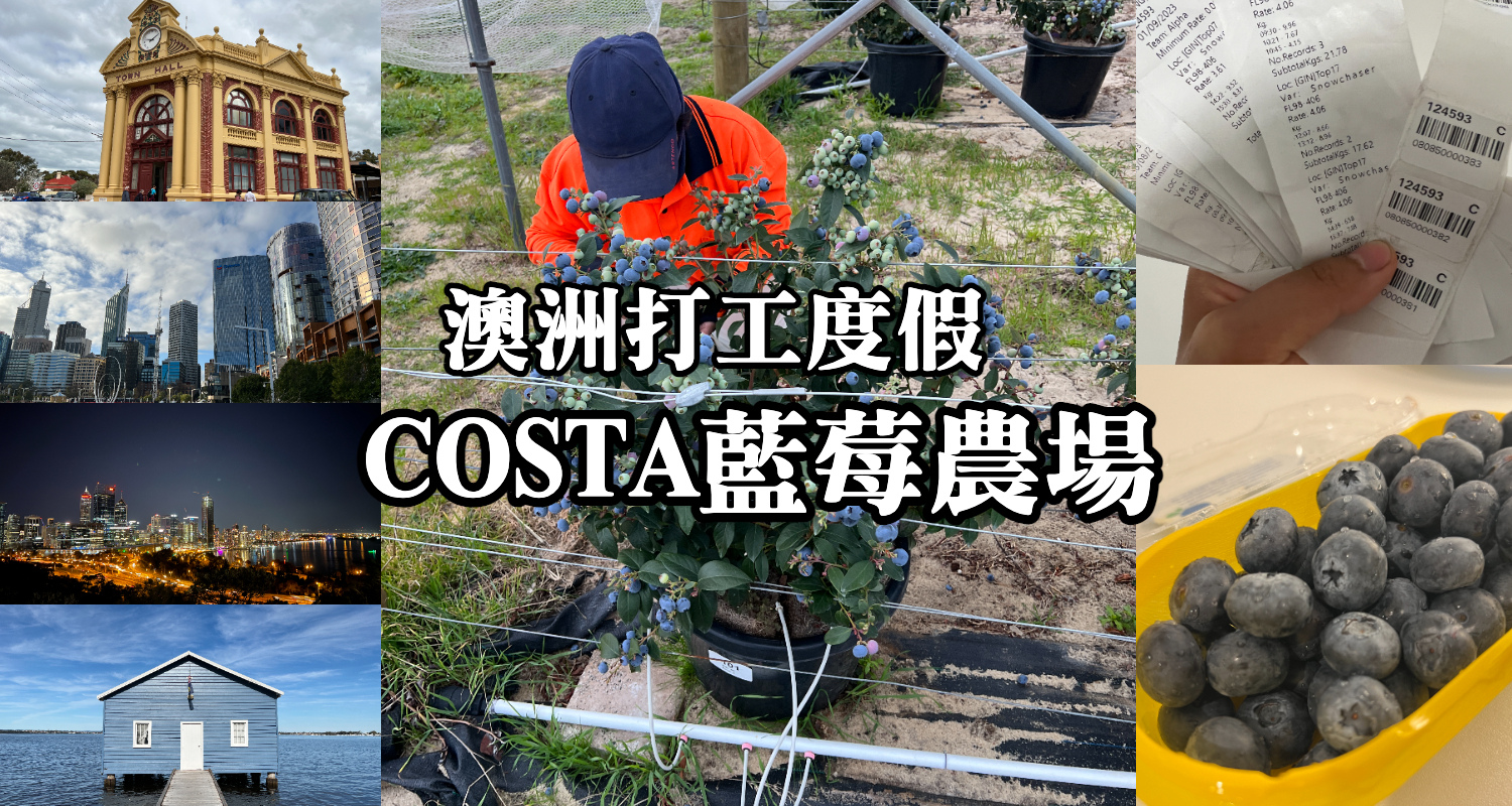 澳洲打工度假藍莓農場.jpg