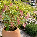 2011.03.05~台中心之芳庭-這裡種了很多的花花草草.JPG