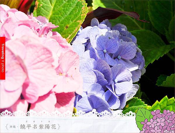 20150614饒平名繡球花017.jpg