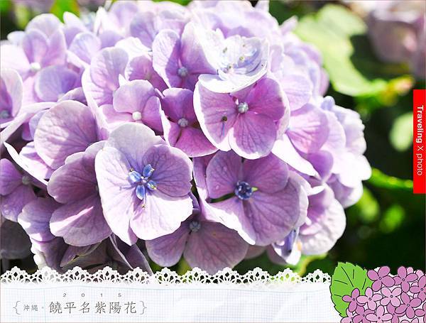 20150614饒平名繡球花016.jpg