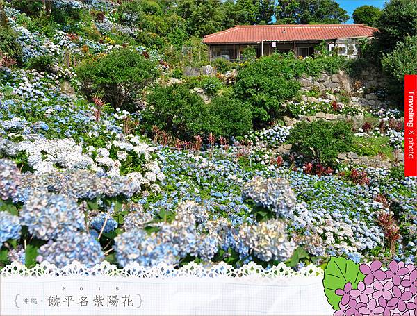 20150614饒平名繡球花009.jpg