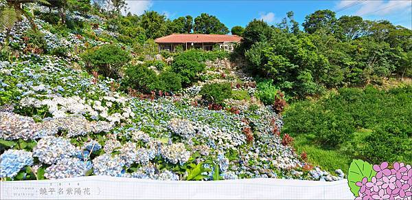 20150614饒平名繡球花-全景001.jpg