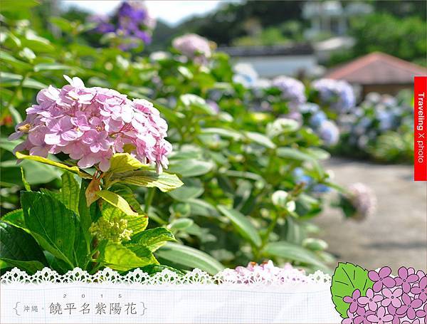 20150614饒平名繡球花005.jpg