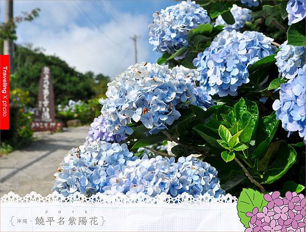 20150614饒平名繡球花003.jpg