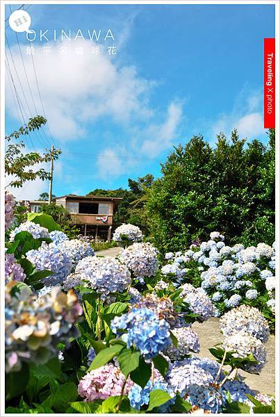 20150614饒平名繡球花002.jpg