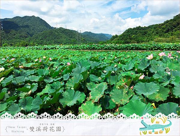 20150625雙溪荷花園006.jpg