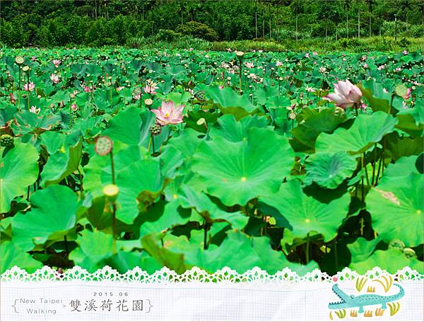 20150625雙溪荷花園018