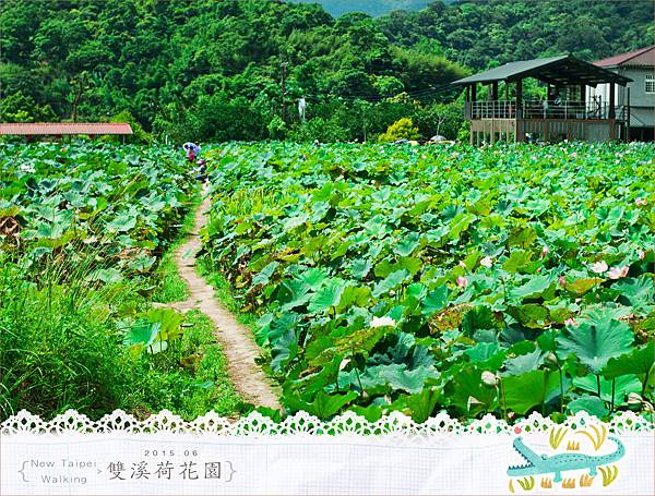 20150625雙溪荷花園034