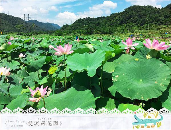 20150625雙溪荷花園030