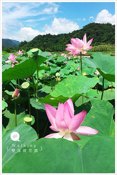 20150625雙溪荷花園025