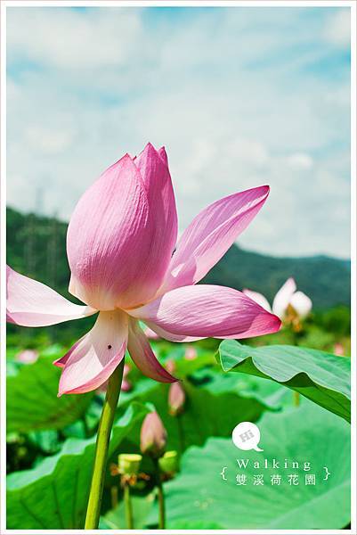 20150625雙溪荷花園048