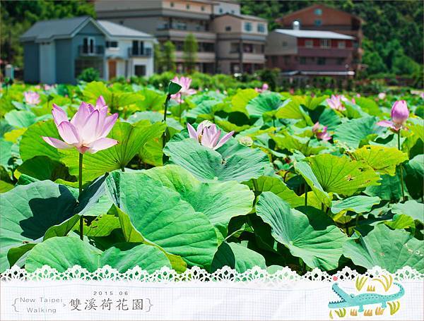 20150625雙溪荷花園061