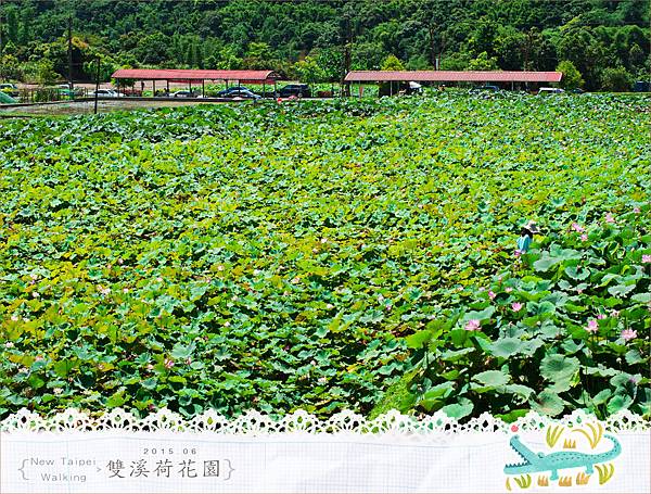 20150625雙溪荷花園058