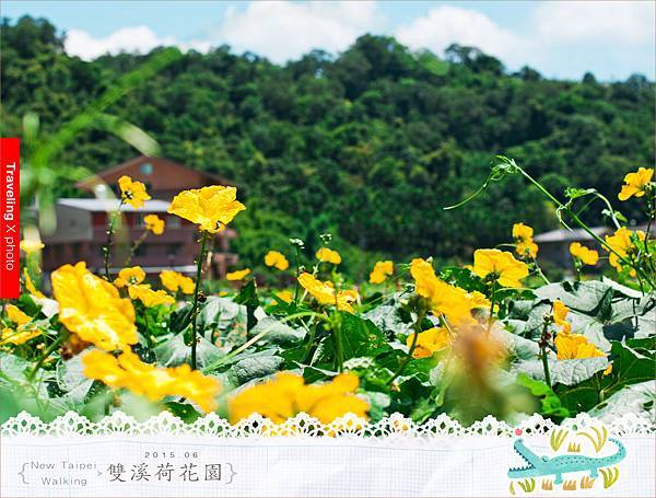 20150625雙溪荷花園063